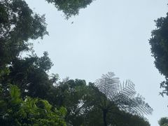 -热带雨林自然公园