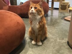 -瞄一喵猫咖(格力海岸店)