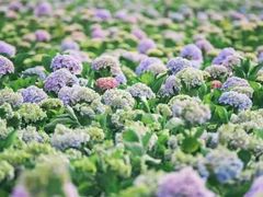 -洪湖湿地生态园