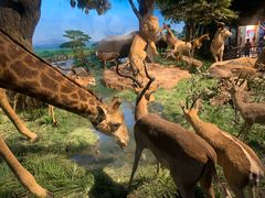 -国家自然博物馆