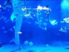 -烟台海昌鲸鲨海洋公园