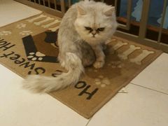 -Oh My Dog宠物沙龙(伊珊娜皮毛护理店)