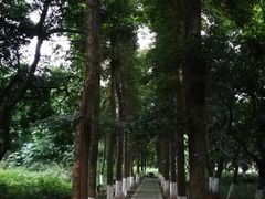-张坝桂圆林公园