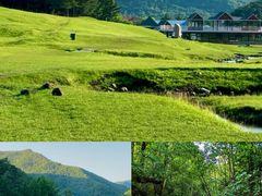 -五营红松林海景区