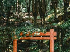 -广州市石门国家森林公园