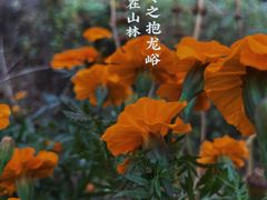 -抱龙峪