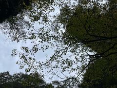 -光雾山旅游景区