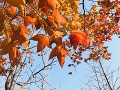 -陆家嘴世纪金融广场