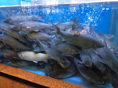 -淘米捞·米汤脆鲩鱼火锅(福田皇岗店)