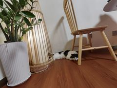 -楼上猫咖(罗湖店)
