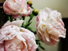 -东方国际水产中心