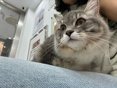 -四月宠物医院·猫专科·心脏专科·内科(转塘店)
