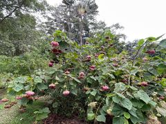 -中国科学院西双版纳热带植物园