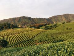 -帐篷客·溪龙茶谷度假酒店