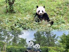 -安吉竹博园