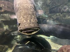 -太平洋海底世界