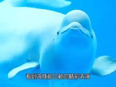 -海合安成都极地海洋公园