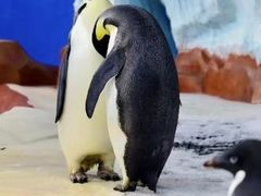 -海合安武汉极地海洋公园