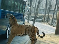 -北京野生动物园