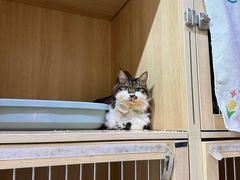 -谐和益家动物医院·免疫绝育·血液透析·宠保定点医院(高新伊藤分院)