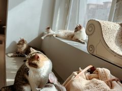 -Cappucimeow猫咪咖啡馆(韦伯时代店)