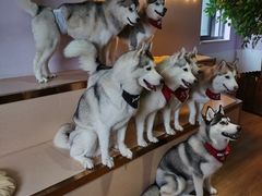 -Husky Go! 哈士奇体验馆·宠物咖啡厅狗咖