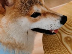 -南京Hallo宠物乐园·哈罗犬舍·柴犬繁育基地