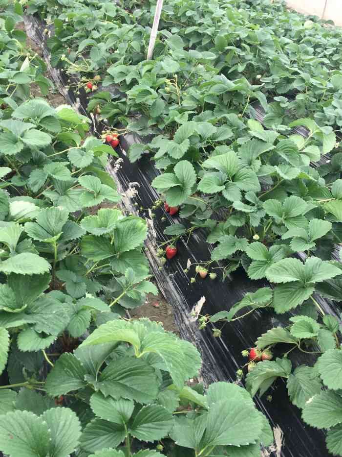 小吴草莓采摘-"这家草莓采摘基地就在迎宾大道环岛那个地方.