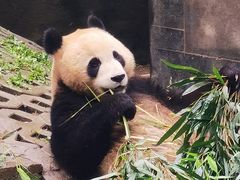 -中国大熊猫保护研究中心雅安碧峰峡基地