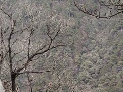 -庐山风景区花径公园