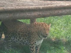 -石家庄市动物园