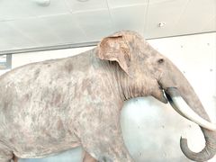 -上海自然博物馆