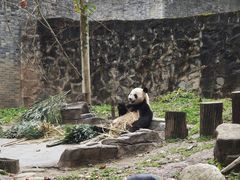 -都江堰中华大熊猫苑