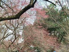 -杭州植物园