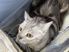 -达爱动物医院·犬猫分区·CT·复杂眼科(远洋山水分院)