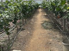 -马陆小张葡萄园农家乐