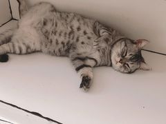 -白夜2D咖啡馆
