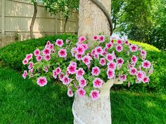 -静之湖湖畔餐厅