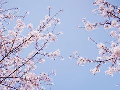 -高东镇樱花园