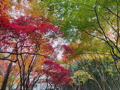 -秋霞圃