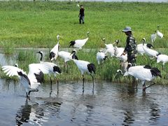 -黑龙江扎龙生态旅游区