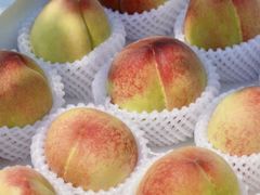 -老袁家蜜桃农场·阳山水蜜桃