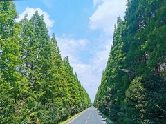 -黄海国家森林公园