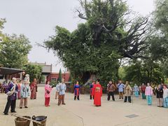 -大槐树寻根祭祖园