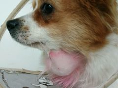 -爱侣宠医·鹦鹉专科·小型哺乳类·异宠专科(灵石路店)