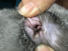 -荣耀金沙动物医院(清江西路店)