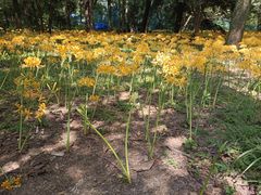 -杭州植物园