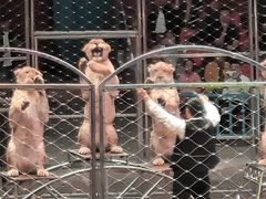 -俄罗斯国家大马戏团