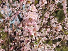 -桃花堤公园