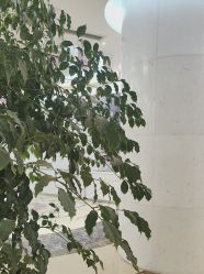 -四川娇点医学美容医院